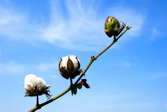 Cotton plant
